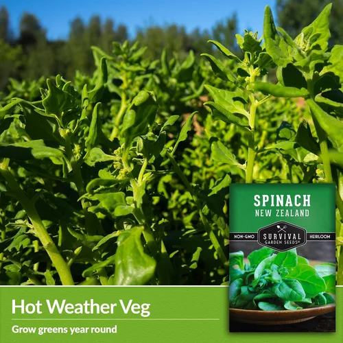 Miniatura 3 de Semillas de espinaca de Nueva Zelanda para plantar, verde de verano tolerante al calor (Tetragonia), verdes de corte y regreso para jardines, camas