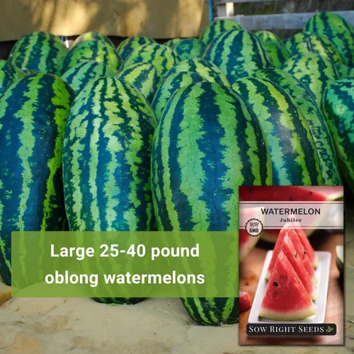 Miniatura 3 de Sow Right Seeds - Semillas de sandía Jubilee para plantar - Paquete de reliquia sin OMG con instrucciones para plantar y cultivar un huerto