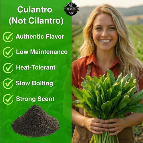 Miniatura 2 de 3049+ Semillas de culantro, semillas de hierbas tradicionales para plantar, empernado lento, alternativa de cilantro sabrosa, ideal para jardines