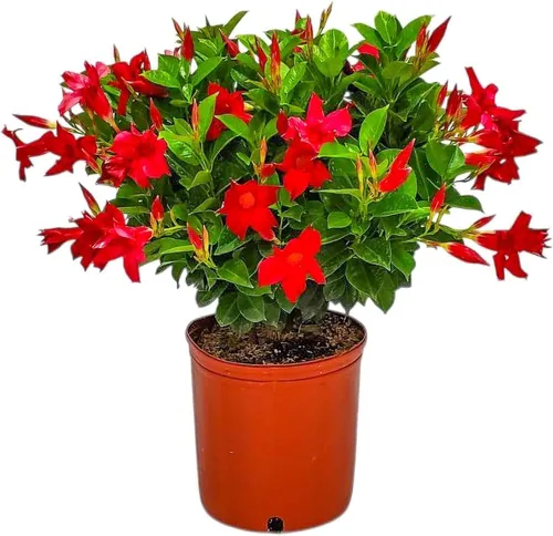 Miniatura 10 de Tropical Plants of Florida - Arbusto blanco de Dipladenia - Altura total de 14 pulgadas - Maceta de 6 pulgadas (1 galón) (solo planta)