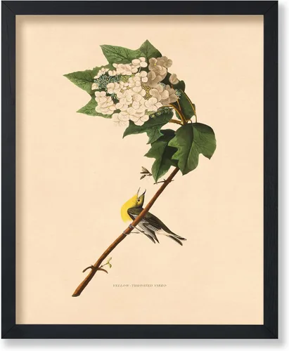 Miniatura 48 de Poster Master Póster Vintage de Plantas Cultivadas - Impresión Botánica Retro - Arte de Flores - Arte de Plantas - Regalo para Hombres y Mujeres