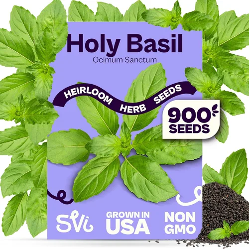 Miniatura 24 de SVI 2000 semillas de albahaca genovesa (Ocimum basilicum) - Paquetes de semillas de albahaca dulce - Semillas aromáticas de hierbas culinarias