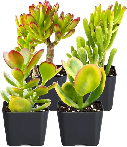 Miniatura 12 de Sprout N Green Colección de suculentas de arrastre, planta suculenta de 4 cuerdas totalmente enraizada en maceta de inicio de 2 pulgadas, decoración
