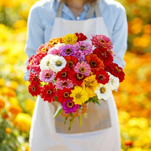Miniatura 2 de Eden Brothers Semillas de zinnia - Mezcla California Giants, semillas no transgénicas para plantar, 1/4 lb Semillas de flores de bajo
