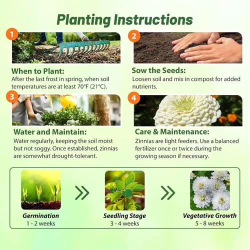 Miniatura 4 de Outsidepride - Zinnia Elegans, 1000 semillas anuales, Lilliput White, flores para plantar, color blanco