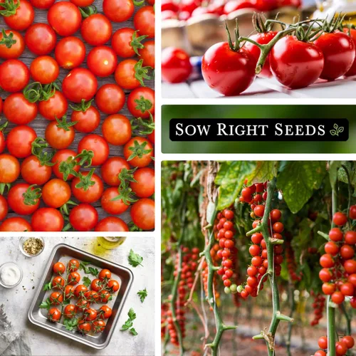 Miniatura 5 de Sow Right Seeds - Semillas grandes de tomate cereza roja para plantar - Paquete de reliquia sin OMG con instrucciones para plantar un huerto casero