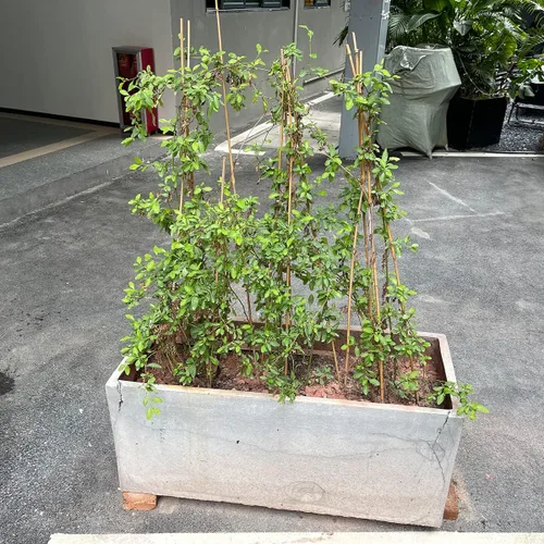 Miniatura 5 de BOVITRO - Estacas para plantas, palitos de bambú natural de jardín de 18 pulgadas, 20 estacas de apoyo para plantas de tomates, frijoles, vegetales