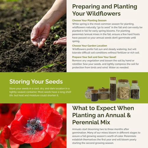 Miniatura 5 de Eden Brothers Poppy Power Flower - Semillas mixtas para plantar, 1/4 lb, más de 120,000 semillas con amapola roja, Islandia, amapola de California