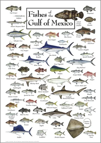 Miniatura 6 de Earth Sky + Water - Peces del Golfo de México - Pósters de doble mate con marco negro