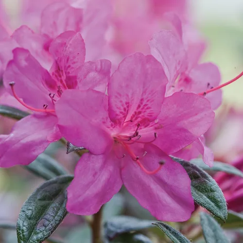 Miniatura 2 de Autumn Amethyst Encore Azalea (1 galón) - Arbusto con flores moradas y rosas - Plantas de rododendro que reflorecen