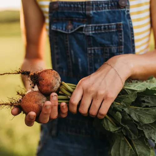 Miniatura 5 de Golden Detroit Beet - 50 semillas - Variedad de reliquia y polinizada abierta, semillas de vegetales sin OMG para plantar en interiores o exteriores