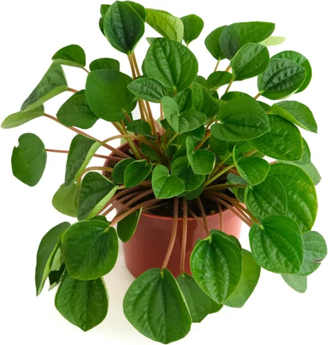 Miniatura 18 de Shop Succulents - Planta colgante Monstera Adansonii, planta de interior viva, planta colgante de queso suizo de fácil cuidado para el hogar