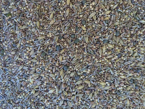 Miniatura 3 de Premium Pasto para Aves de Corral de Pollo y Forraje y Semillas de Forraje (Bolsa de 1 lb) - [33% cada uno: Tréboles, Suplemento, Granos]