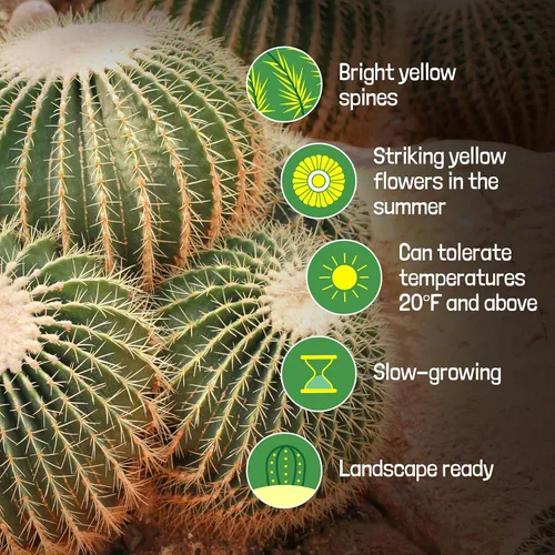 Miniatura 2 de Cactus Outlet - Planta de cactus de barril dorado - Plantas de cactus vivas - Plantas de cactus en barril vivas - 10 galones - Plantas de cactus