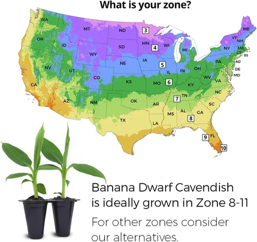 Miniatura 2 de Banana Tree Dwarf Cavendish (paquete de 4) Planta de plátano vivo a la venta Plantas fáciles de cultivar Planta frutal comestible. Cultiva tu