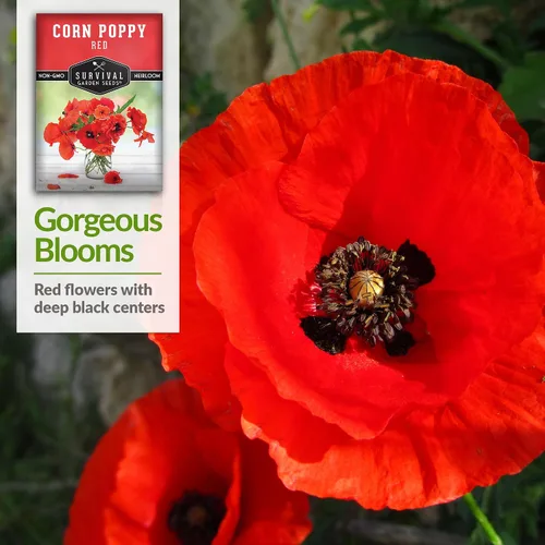 Miniatura 4 de Survival Garden Seeds Amapola de maíz rojo (Papaver Rhoas) 1 paquete con semillas de flores silvestres e instrucciones de plantación Cultiva