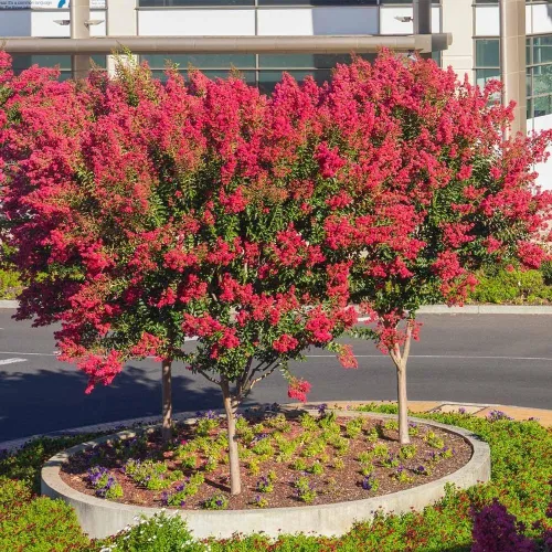 Miniatura 2 de Crape Myrtle Dynamite Red 3 plantas vivas Flores rojas vívidas y crecimiento resistente, planta viva, arbusto ornamental para una impresionante