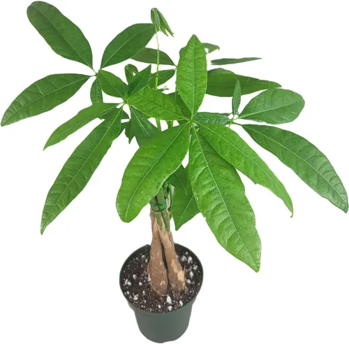 Pachira Aquatica - Planta viva de árbol de dinero chino trenzado – Árbol bonsái vivo de 12 a 16 pulgadas de alto – Planta purificadora de aire –