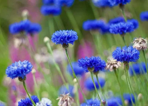 Miniatura 2 de Botón de soltero azul enano 100 semillas, hermosa flor, flor de borde