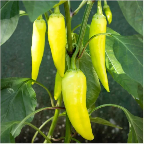 Miniatura 3 de Everwilde Farms - Semillas de pimiento dulce de plátano dulce de 1 onza - Gold Vault