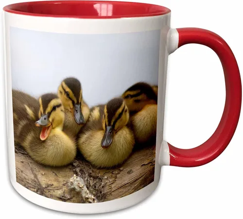 Miniatura 8 de 3dRose Taza de café, tamaño - 11oz - Estados Unidos, Washington, Seattle. Embrague de patos Mallard. Steve Kazlowski - patos - divertido regalo
