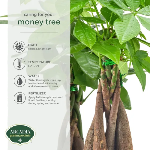Miniatura 3 de LV64 Árbol del dinero trenzado vivo Pachira Aquatica Planta de interior en maceta de plástico de la marca Arcadia Garden Product's, regalo