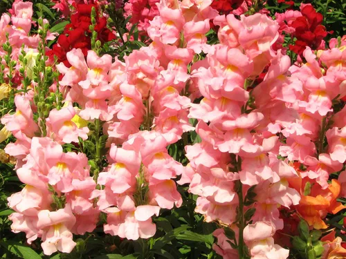Miniatura 3 de Seeds Snapdragon Tall Pink