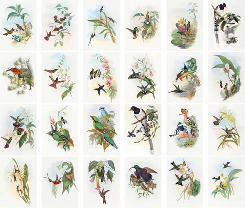 Miniatura 2 de Pixiluv Postales vintage (24 piezas de 10x15 cm cada una) Ilustración de libro botánico antiguo de colibríes y pájaros pequeños Tarjetas de nota Agua