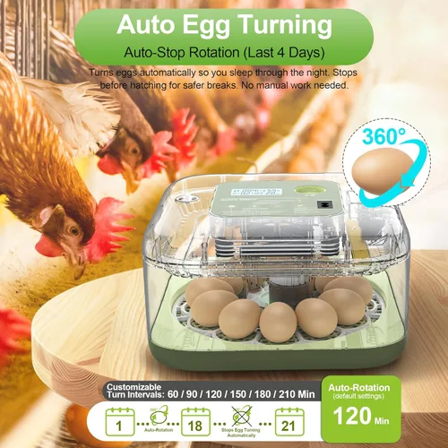 Miniatura 4 de Incubadoras para incubar huevos, capacidad de 12 huevos, incubadora de huevos con giro automático de huevos y control de humedad para todas las aves