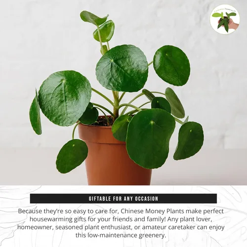 Miniatura 5 de California Tropicals Planta de dinero chino rara (Pilea Peperomioides) – Planta de casa viva, maceta de 4 pulgadas para un fácil cuidado, perfecta