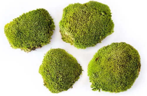 Miniatura 4 de SuperMoss Topa Moss - Decoración ecológica preservada para el hogar y la pared para terrarios, mesas de boda, macetas de interior y más, 1564