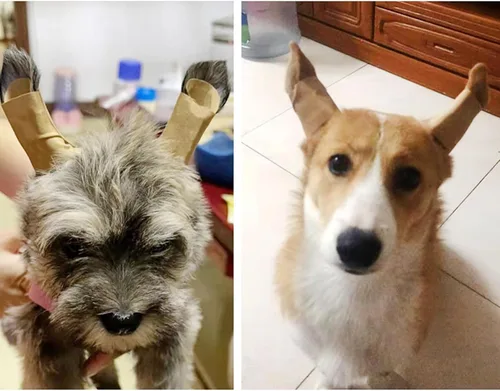 Miniatura 7 de 1 par de calcomanías para orejas de perro, herramienta de soporte vertical de corrección fija de oreja de perro, soporte vertical para orejas
