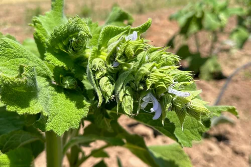 Miniatura 6 de Plant Good Seed Semillas orgánicas de salvia clara para plantar: hierba para cosméticos, flores moradas fragantes - Paquete de 50 semillas