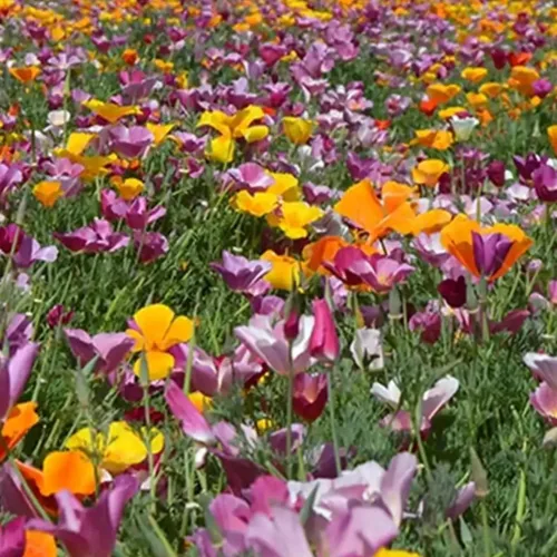 Más de 4200 semillas de flores de amapola moradas para plantar, semillas tradicionales sin OMG, flores de jardín florecientes coloridas
