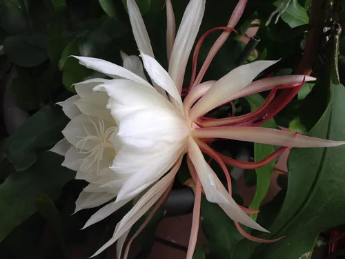 Miniatura 3 de Dos esquejes de cactus orquídea reina de la noche Epiphyllum Oxypetalum (blanco) esquejes+regalo Pequeño Rosy Swirl Corte