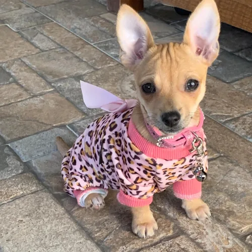 Miniatura 8 de PUPTECK Collar básico ajustable para gato con diamantes brillantes y campanas dobles, para gatitos y cachorros pequeños, collares de diamantes