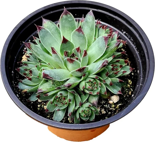 Miniatura 12 de Cadena de perlas (Senecio Rowleyanus) - Plantas vivas rastreras totalmente enraizadas y en floración - Rara planta de interior para decoración