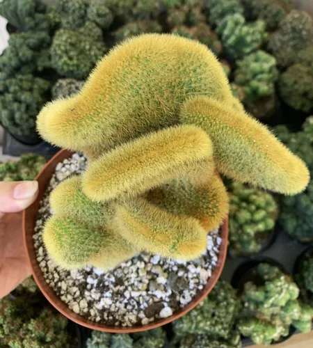 Miniatura 2 de Rara planta de cactus con cresta de Cactáceas doradas de 6 pulgadas - Hildewintera Aureispina - Planta de cactus vivo, Euphorbia Monstrose
