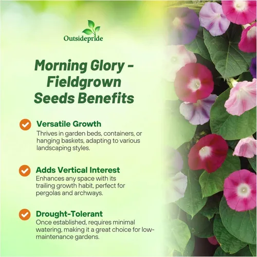 Miniatura 3 de Outsidepride 250 Semillas Anuales Ipomoea Purpurea Morning Glory Fieldgrown Trepadoras Semillas de flores de vid para plantar