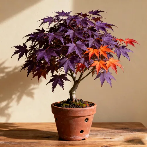 Miniatura 7 de Más de 30 semillas de árbol de arce morado para plantar, semillas raras de árbol Acer Palmatum, semillas de plantas tradicionales sin OMG