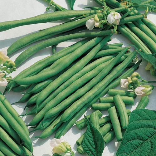 Kentucky Blue Pole Beans, marca Country Creek Acres, semillas sin OMG, paquete de 100 semillas
