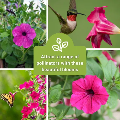Miniatura 6 de Sow Right Seeds - Semilla de flor violeta silvestre Petunia para plantar - Hermosas flores para plantar en el jardín de tu hogar - Semillas
