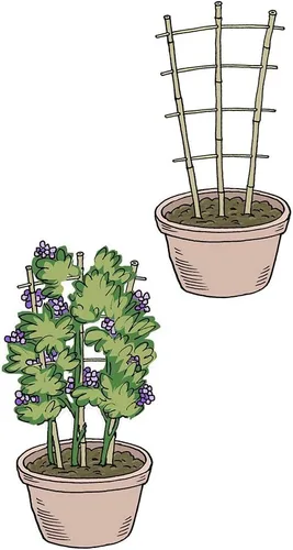 Miniatura 5 de Mininfa - Enrejado de bambú natural de 24 pulgadas de alto, escalera de jardín, planta para plantas trepadoras, verduras, macetas, paquete de 3