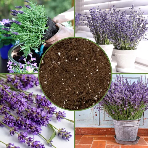 Miniatura 6 de Soil Sunrise Mezcla de tierra para macetas de lavanda (8 cuartos de galón) para interiores y exteriores, mezcla de jardinería para plantas