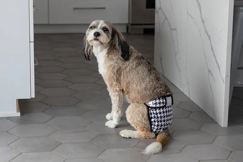 Miniatura 8 de Pet Parents® Pañales Lavables para Perros (Paquete de 3) + Extendrs® de Pañales Duraderos para Perros, Pañales Premium para Perros Hembra