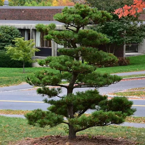 Miniatura 3 de Pinus thunbergii (semillas de pino negro japonés, forma atractiva y características únicas, semillas de MySeeds.Co, elige la cantidad (1 oz)