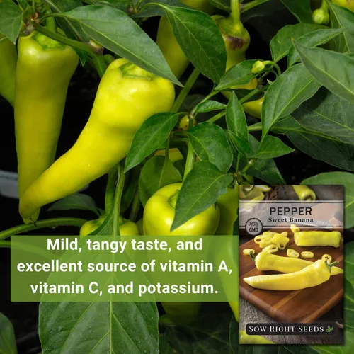 Miniatura 3 de Sow Right Seeds - Semilla de pimiento dulce de plátano para plantar - Paquete de reliquia sin OMG con instrucciones para plantar un huerto