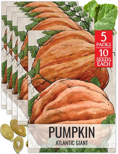 Miniatura 10 de Seed Needs, Jack O' Lantern - Semillas de calabaza – 25 semillas tradicionales para plantar Cucurbita Pepo – Sin OMG y sin tratar, ideal para tallar