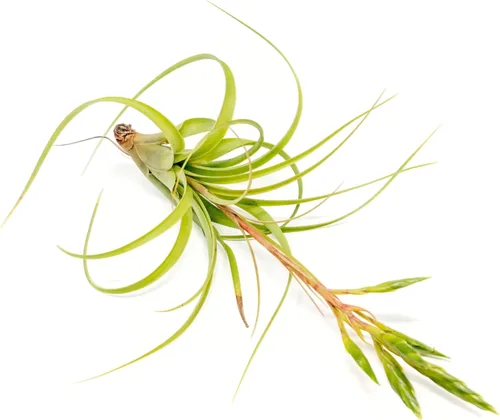 Air Plant Shop Tillandsia Roland Gosselini - Plantas suculentas vivas para el hogar, decoración del hogar y el jardín, plantas de interior y