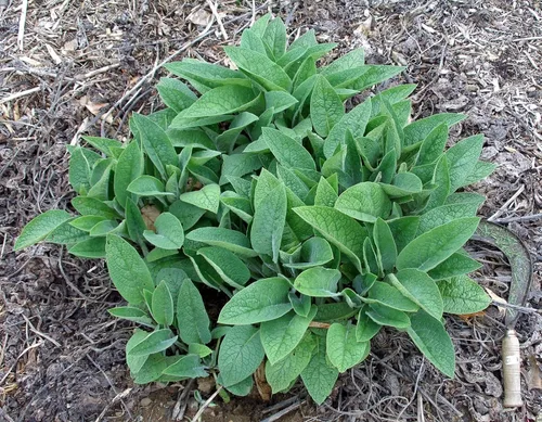 Miniatura 3 de Planta de consuelda orgánica viva - Plantas establecidas y enraizadas - Cultivar Bocking 14 - comfrey - knitbone - por Yumheart Gardens